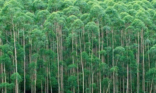 山区闲置的土地怎么利用赚钱,怎么利用农村田地赚钱呢