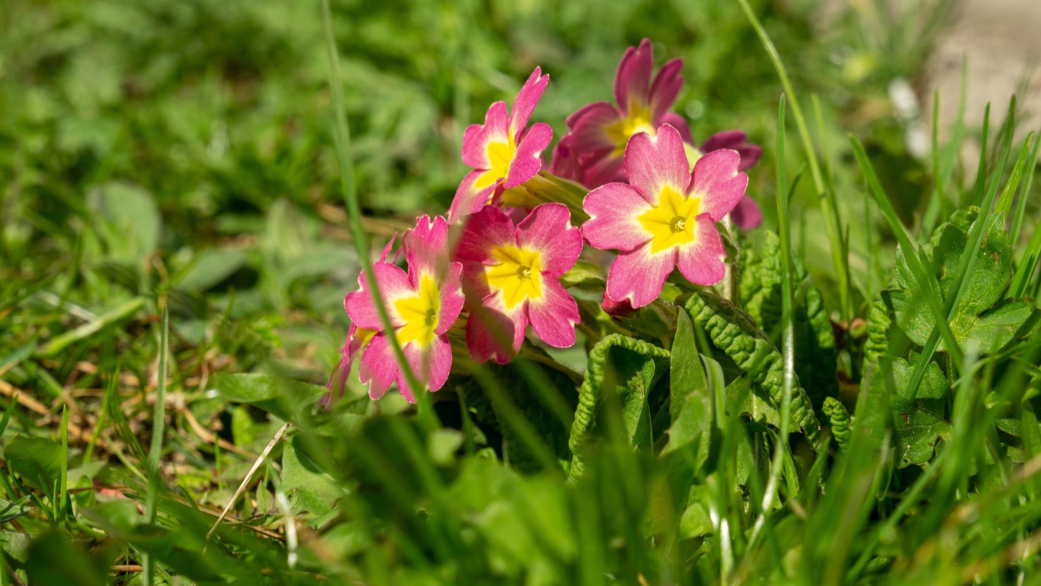 灼灼野花香，依依柳金黄，送您三首山花小诗，邂逅旧时岁月静好