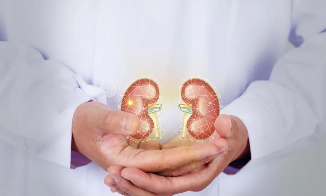 遗传性肾囊肿多囊肾,多囊肾和什么肾病会误诊