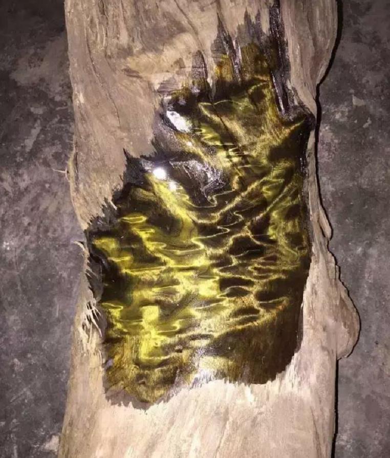 一棵树25亿金丝楠木凭什么这么贵,价值连城金丝楠木为什么没人种