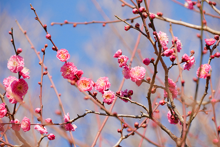 来大阪城梅林感受春天的到来
