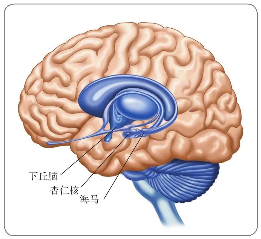 心理学脑的结构和功能,脑解剖结构图及功能