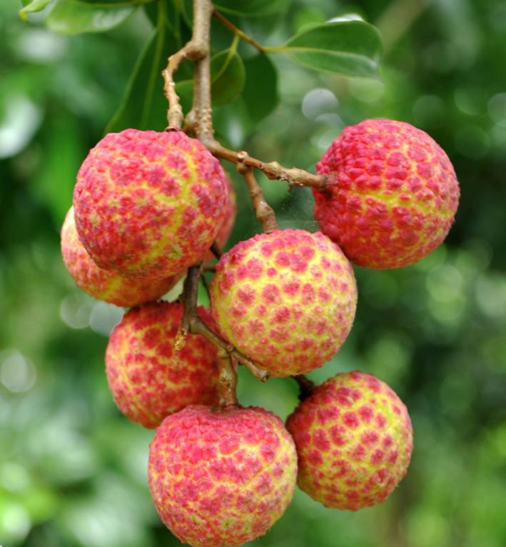 日本人山东租1500亩地的故事 (2006年日本人在山东租50亩地)