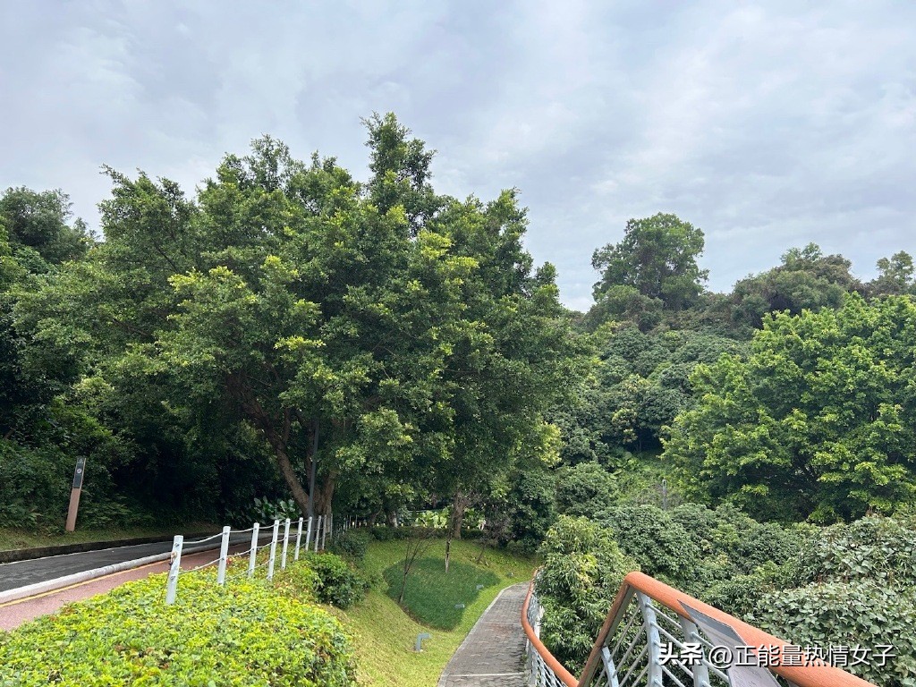 深圳市罗湖淘金山绿道登山口,深圳淘金山绿道海拔高