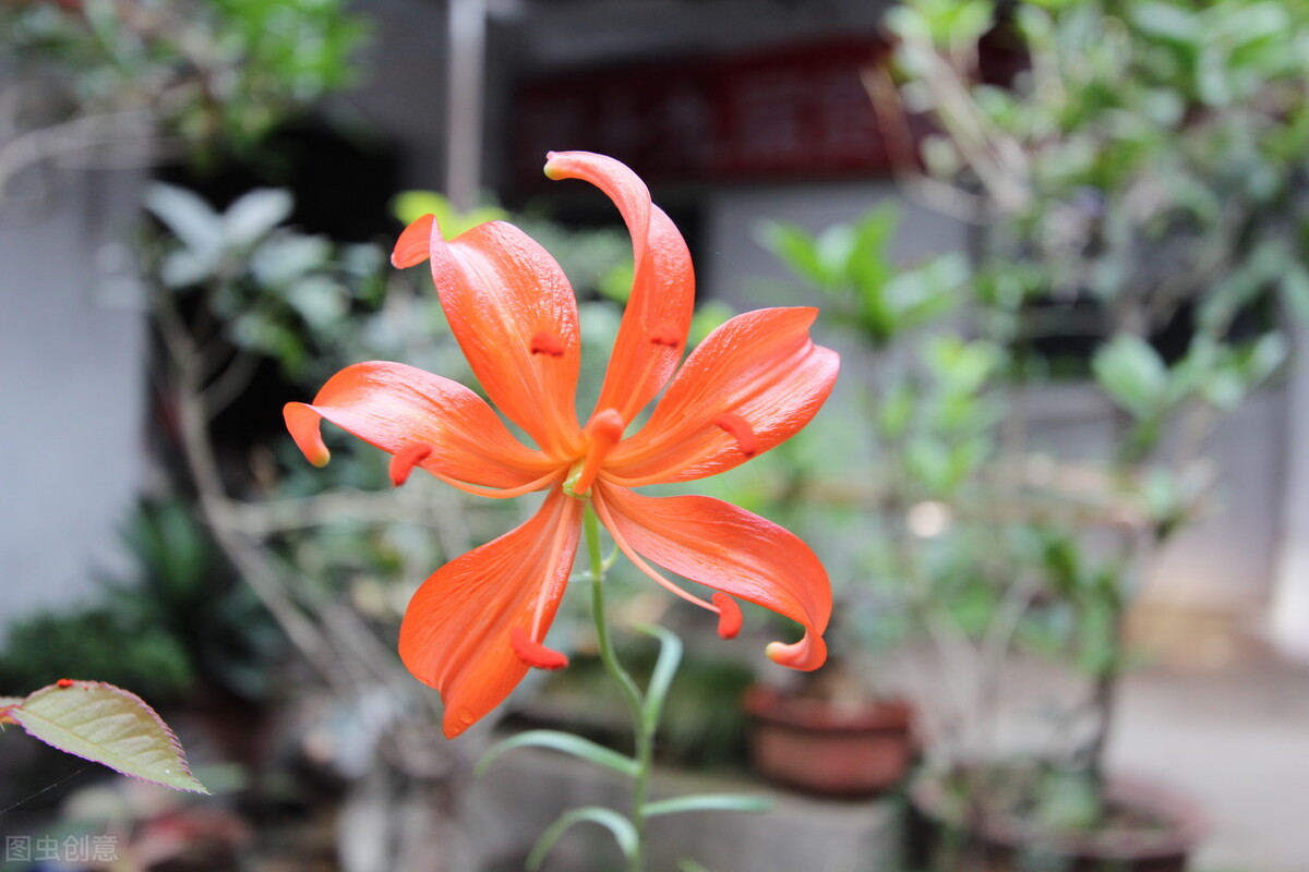 52岁单身女人的生活,52岁独居女人的生活