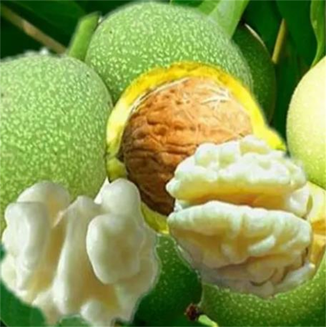 新鲜核桃怎么剥皮,生核桃怎么剥皮用袋子装着可以吗