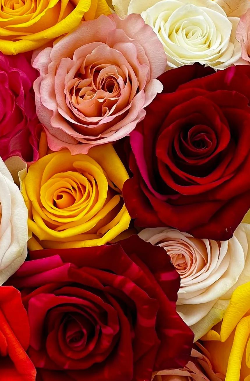 花店玫瑰养护正确方法,玫瑰养护方法延长花期