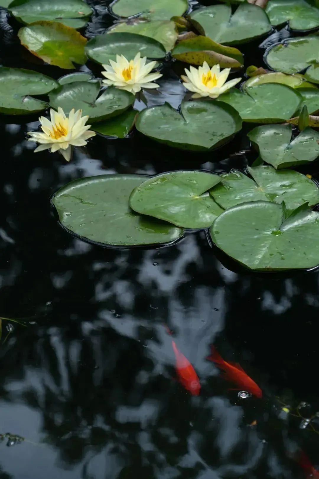 荷花睡莲你能分清吗,荷花和睡莲你能真的分得清楚吗