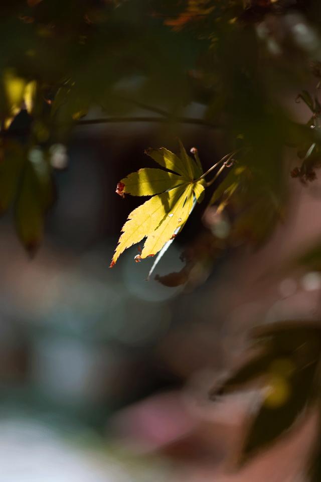 我不是天生强大而是天生要强,没有人天生就比谁更聪明