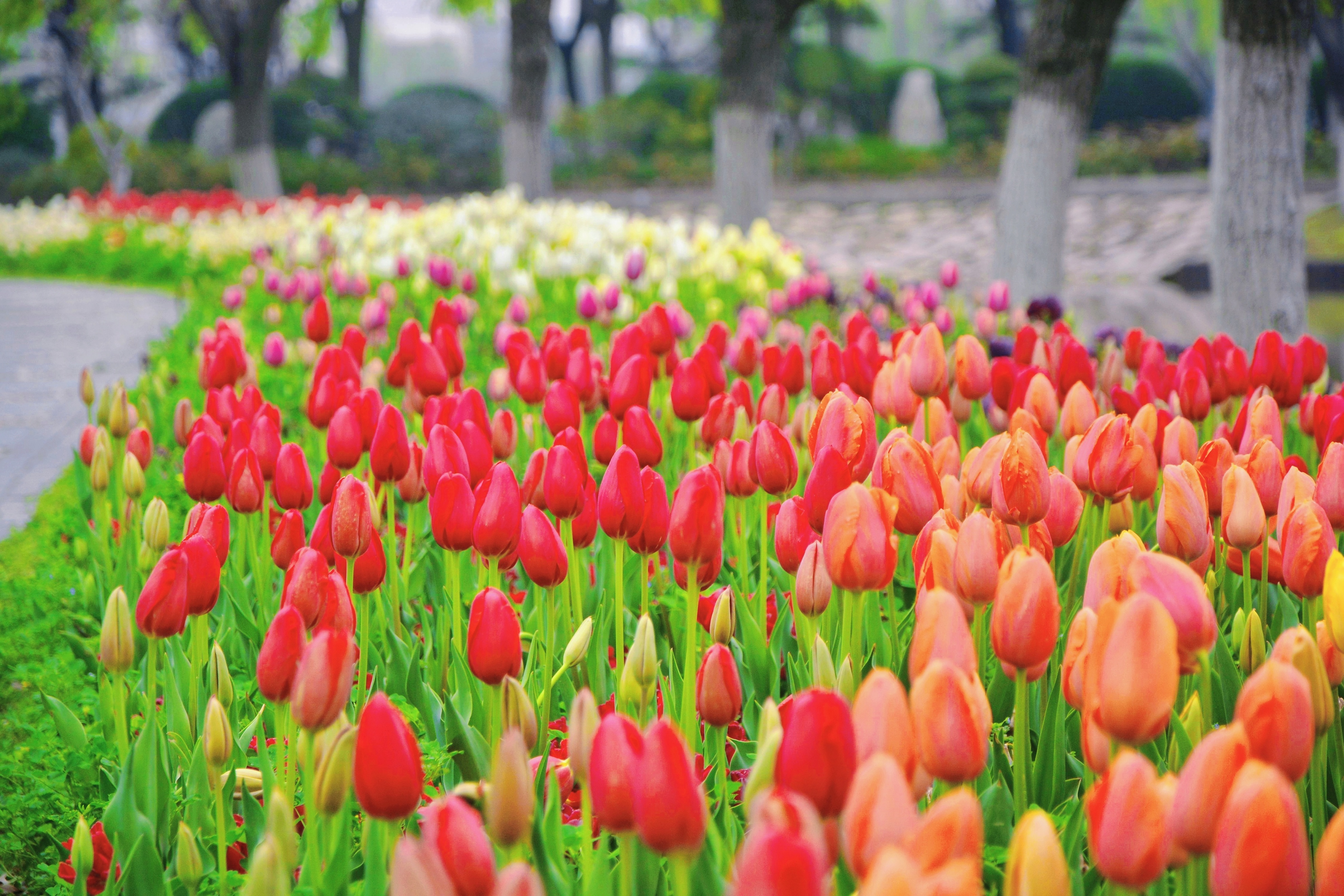 鲜花港郁金香花海,国际鲜花港花海