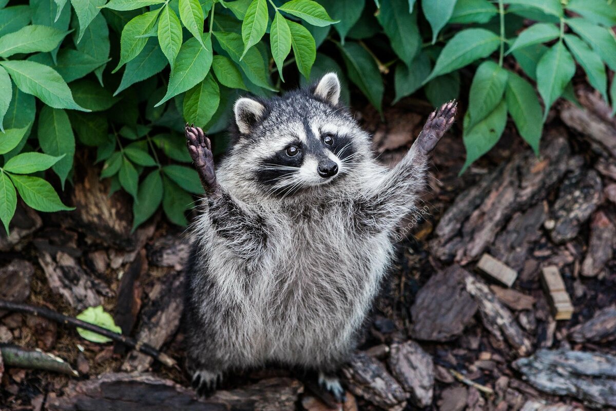 世界上最可爱的动物排名,世界上最可爱的动物宝宝