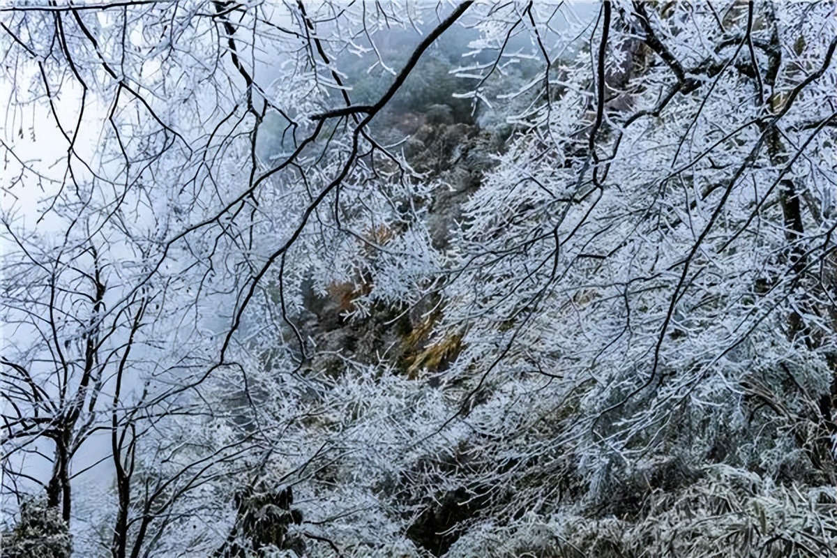 2021连州金子山雾凇观赏时间,广州金子山雾凇