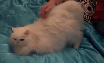 猫咪身上有个神奇的开关,猫咪身上的神秘开关