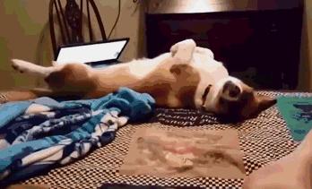 狗狗为什么爱睡床睡沙发,狗狗喜欢睡枕头上是什么原因