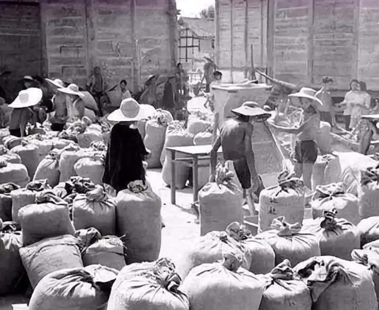 爷爷带着爸爸交公粮，排队一天也没交上，饿的哇哇大哭