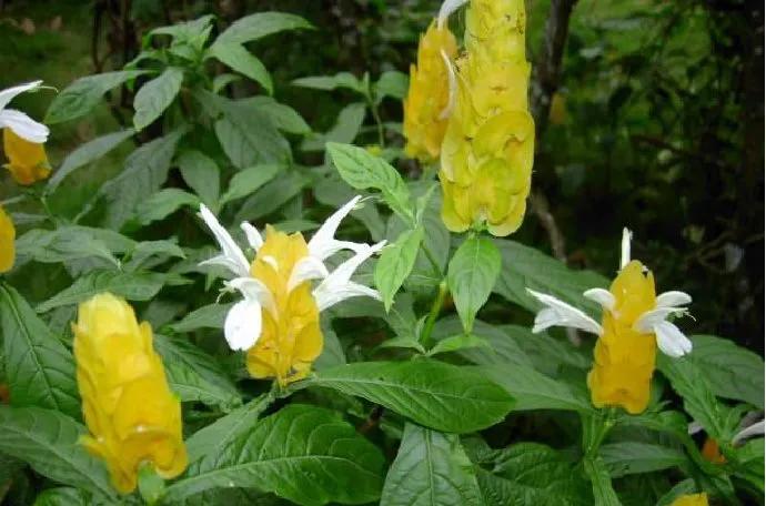 风情三亚之六：兴隆热带植物园