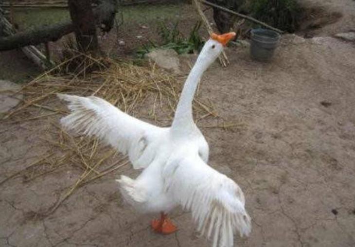 在野外遇到猛兽该怎么自救沙雕,教你在野外遇到鳄鱼怎么应对