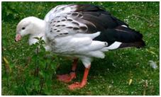 鸟类在分类学中统称为什么,鸟纲分类总表