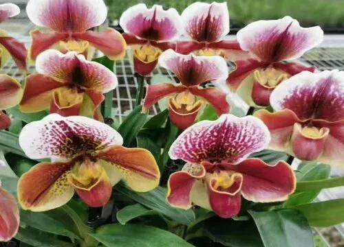 最美的100种兰花图片,欣赏一下最美的兰花