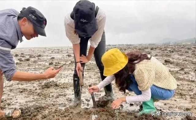 烟台赶海人一晚捞千余斤海肠吃,男子通宵赶海捡80斤海肠