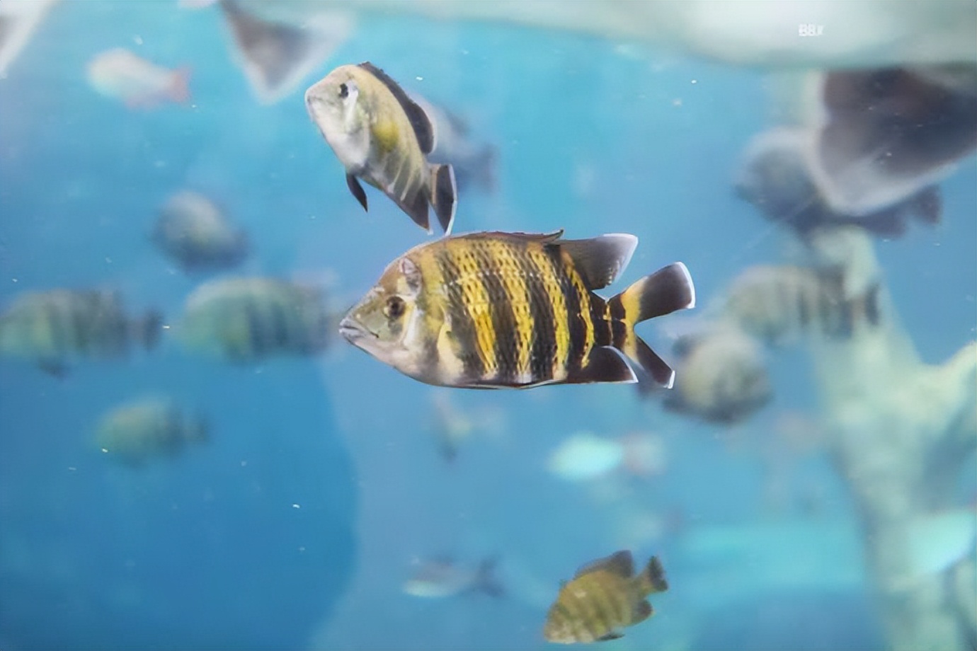 珠海长隆海洋王国水下走廊,世界级海洋乐园珠海长隆海洋王国