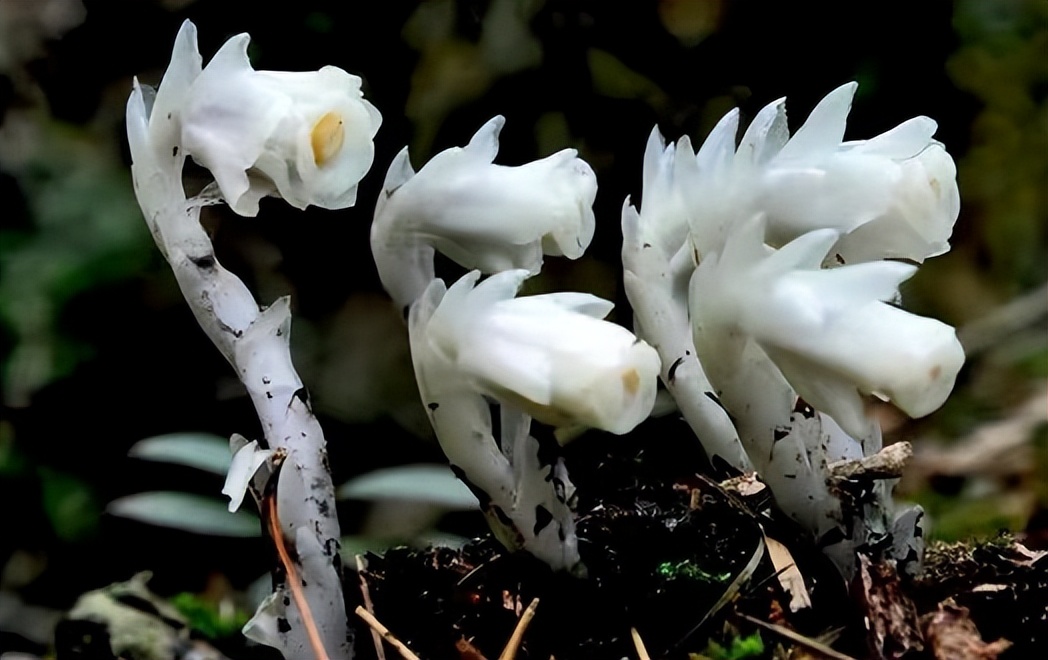 冥界之花为什么叫起死回生的仙草,大量出现冥界之花的预兆