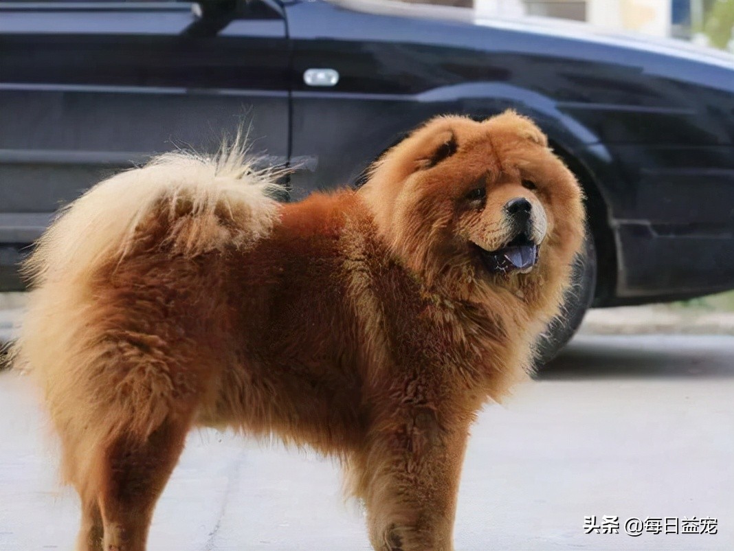 松狮算不算名犬,名犬智商排名松狮