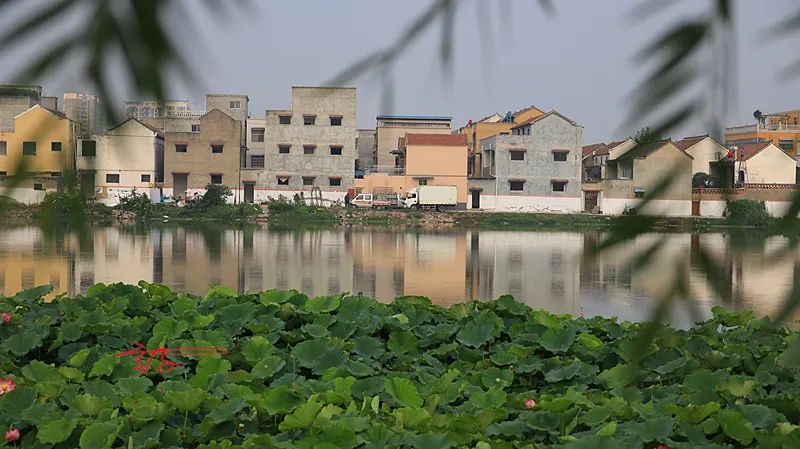 淮阳荷花节什么时间最好看,淮阳看荷花节开幕