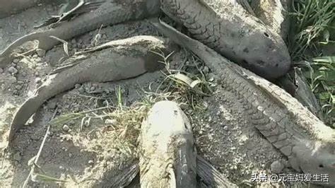 清道夫来源于哪个国家,清道夫鱼在印度是怎么栽跟头