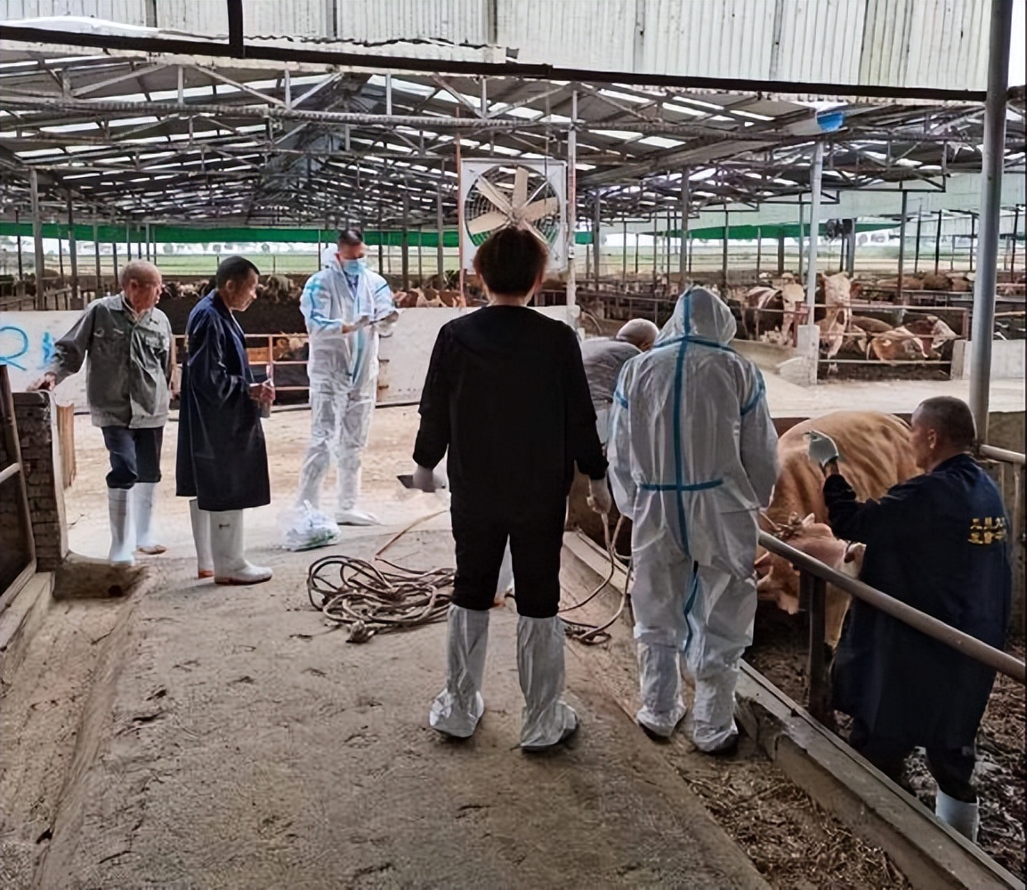 肉牛养殖技术西门塔尔牛养殖视频,生牛养殖和肉牛养殖的区别