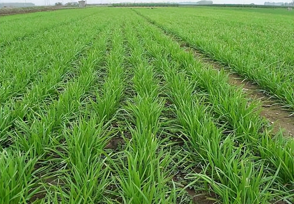 这个季节新种植的韭菜能割吗,种植韭菜哪几个季节不能割