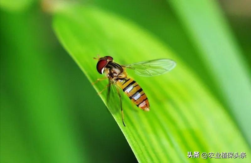 病虫害防治之昆虫外部形态小结,农作物常见害虫防治