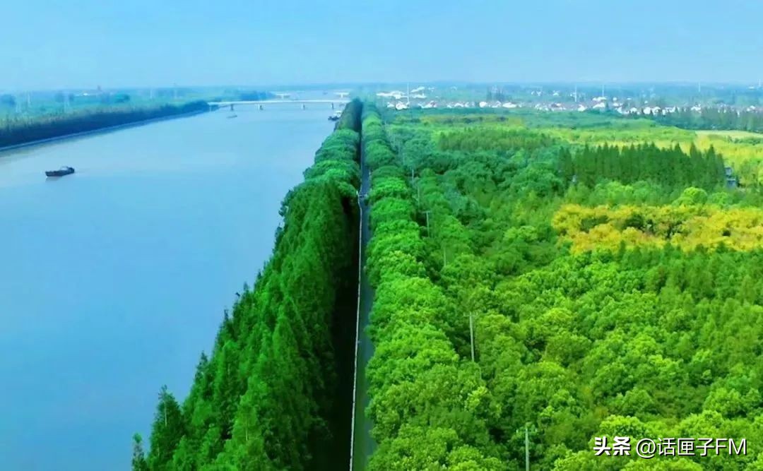 练塘茭白有哪些品种好吃,练塘新鲜茭白