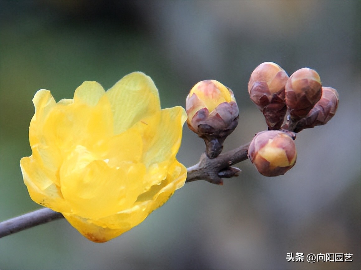 过年买什么腊梅好,天然干枝腊梅