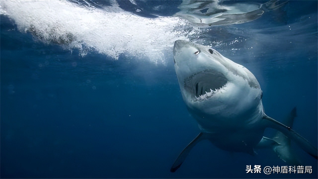 跳海自救等于“自杀”？假如你在海上失事，你该如何自救