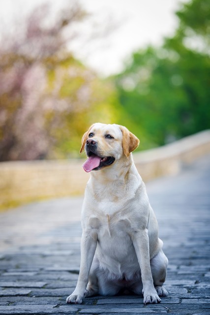 养金毛狗一对一年的收入,养十只金毛一年能赚多少钱