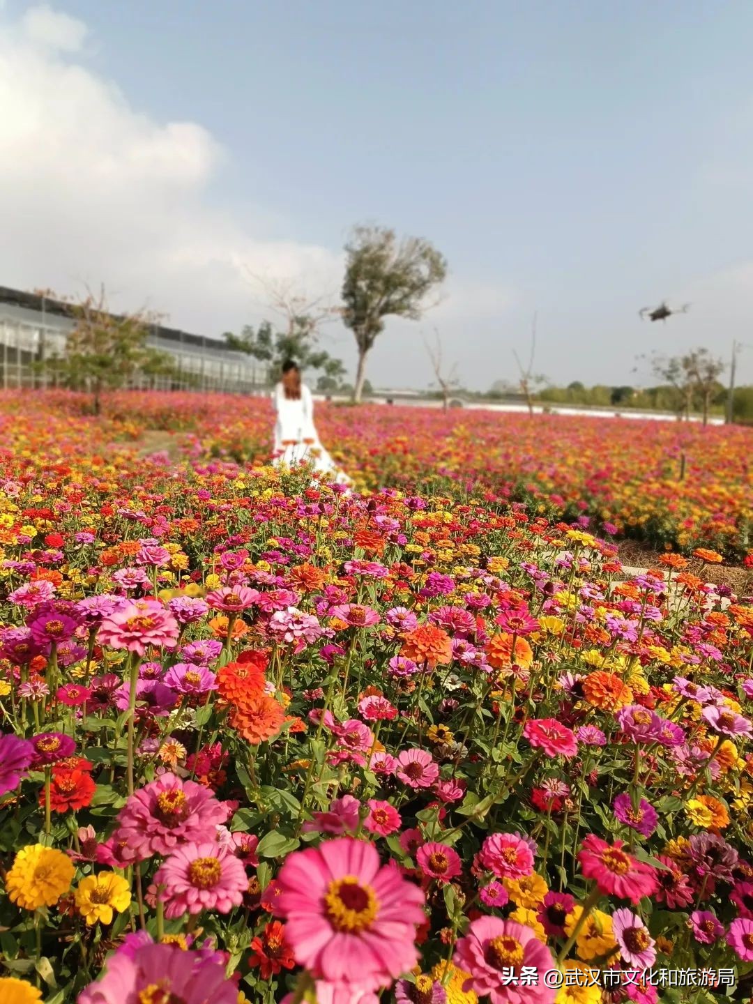 花朝河湾邀您来赏花,花朝河湾旅游景区本地人要门票吗