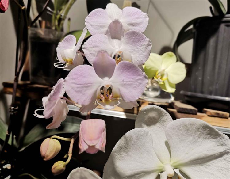 七夕节，不止用玫瑰“我爱你”，还有10种国产花卉，代表不俗的爱