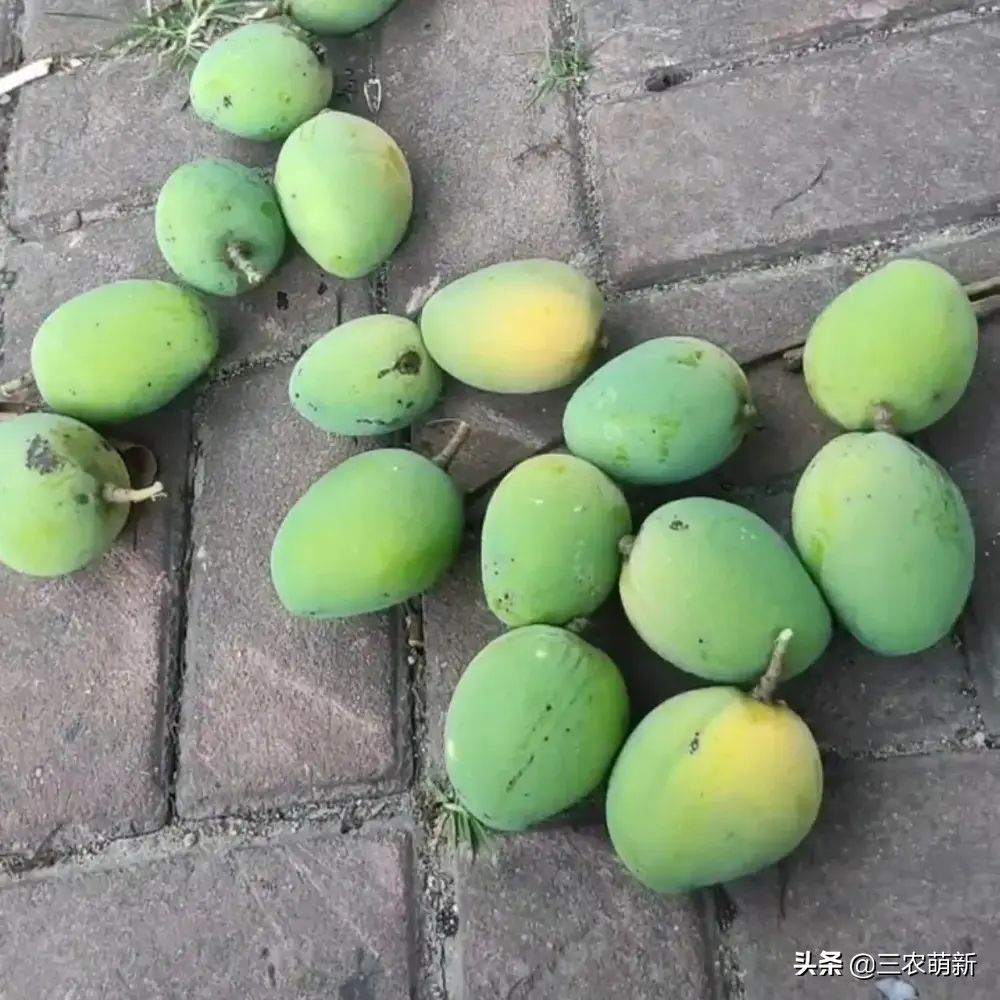 路边上的芒果千万别摘,树上种的芒果好吃吗