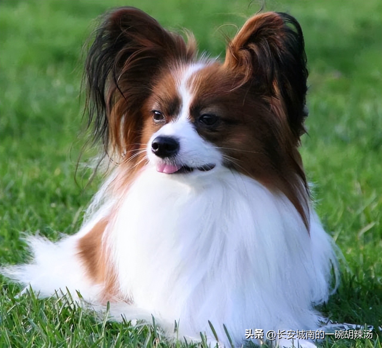 世界名犬排名前100图巴哥犬,世界名犬约克夏价格