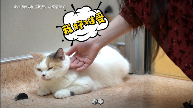 宠物店买到星期狗怎么办,宠物市场买到星期猫