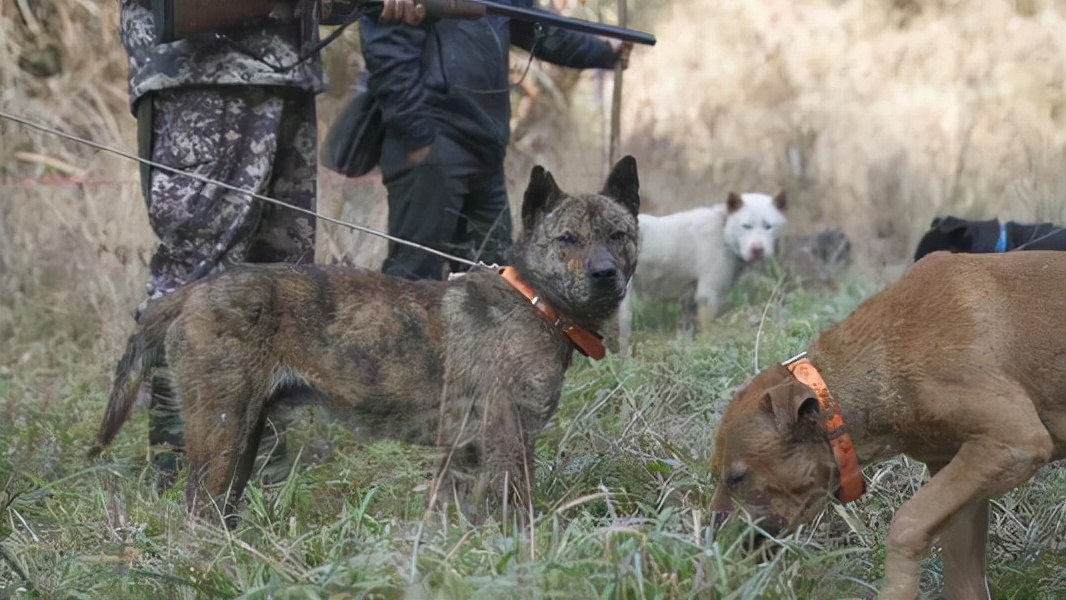中国“野猪患”四起，数量突破120万头，为何打野猪成赔本买卖？