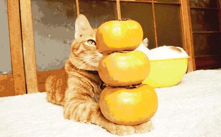 柿子和海鲜会中毒吗,柿子与海鲜同时食用会导致中毒吗