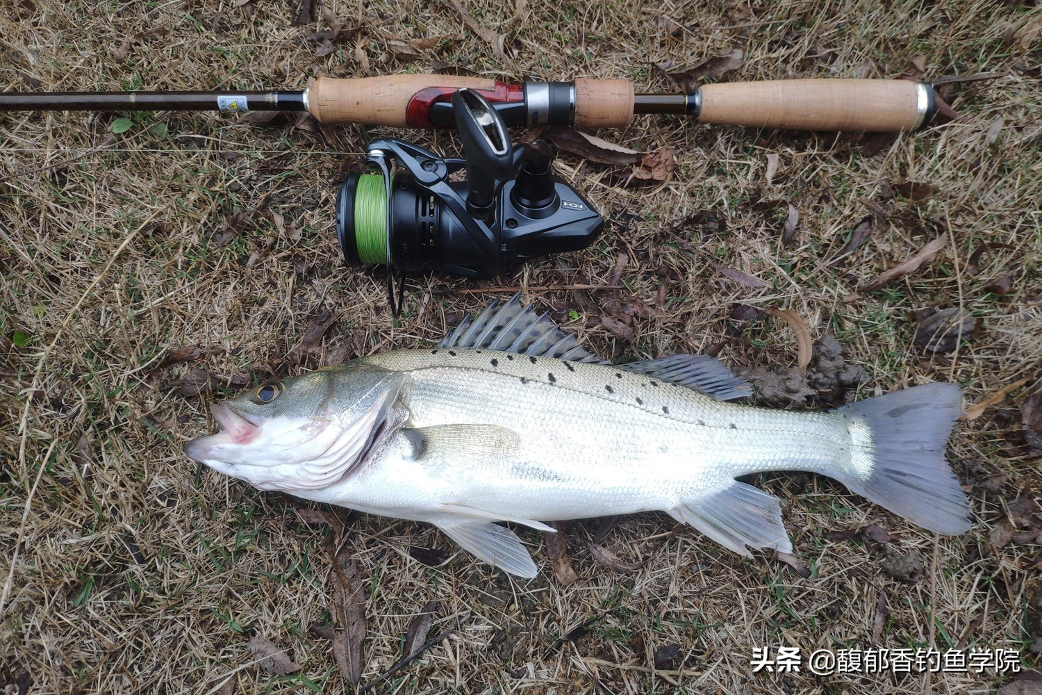 11月海鲈鱼怎么钓,九月钓淡水鲈鱼最佳时间