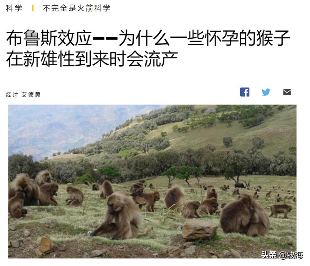 挑选伴侣基因筛选,雌性动物挑选雄性