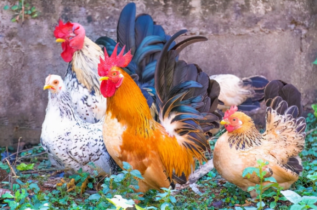 全喉切除术死亡率,传喉和传支治疗方案是一样的吗