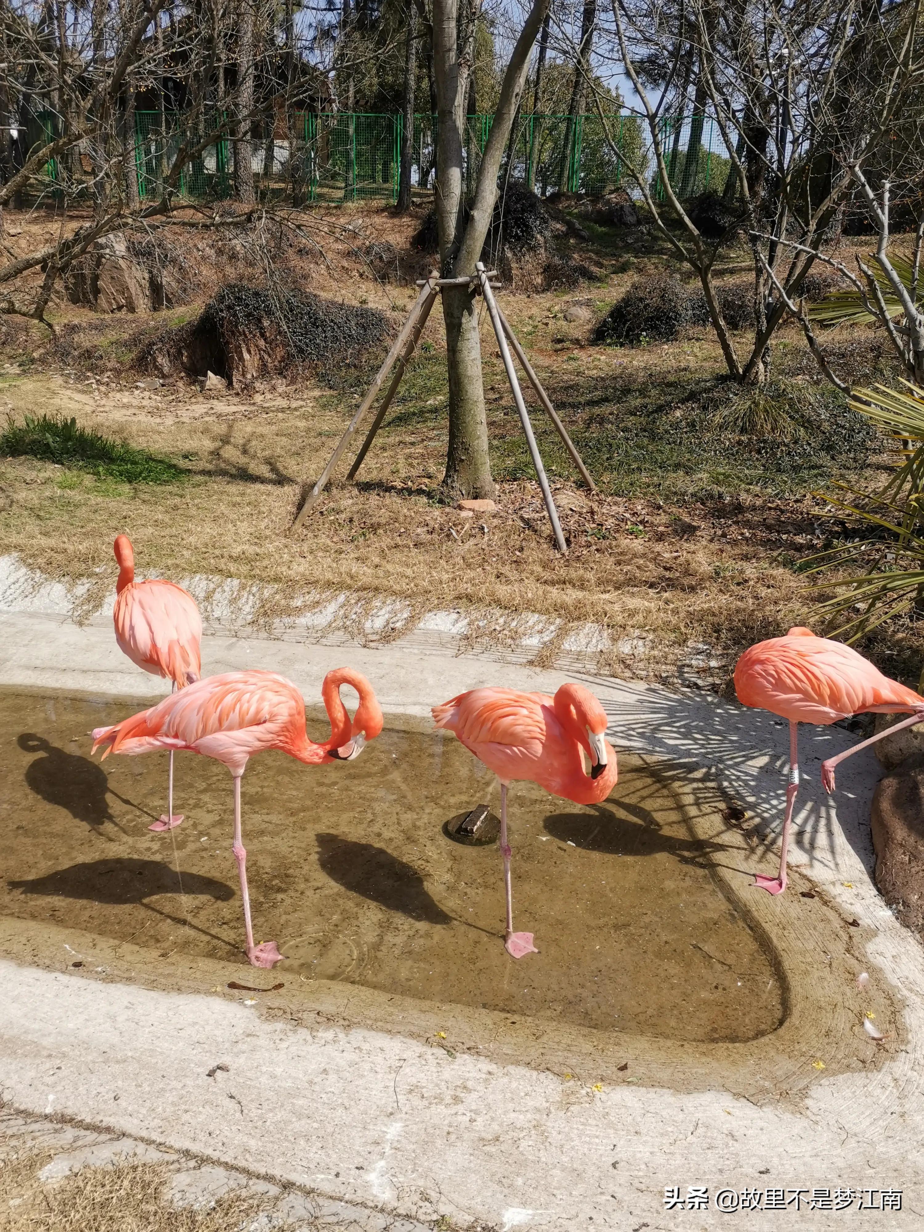 百鸟园儿童乐园,百鸟公园儿童乐园
