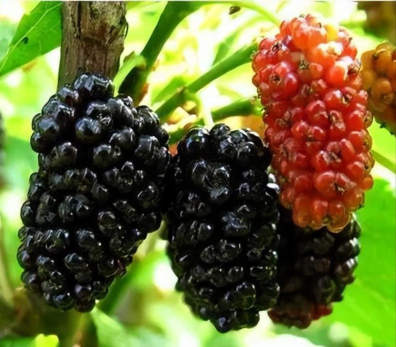 牛皮癣多吃水果有好处嘛,牛皮癣患者吃什么对身体有好处