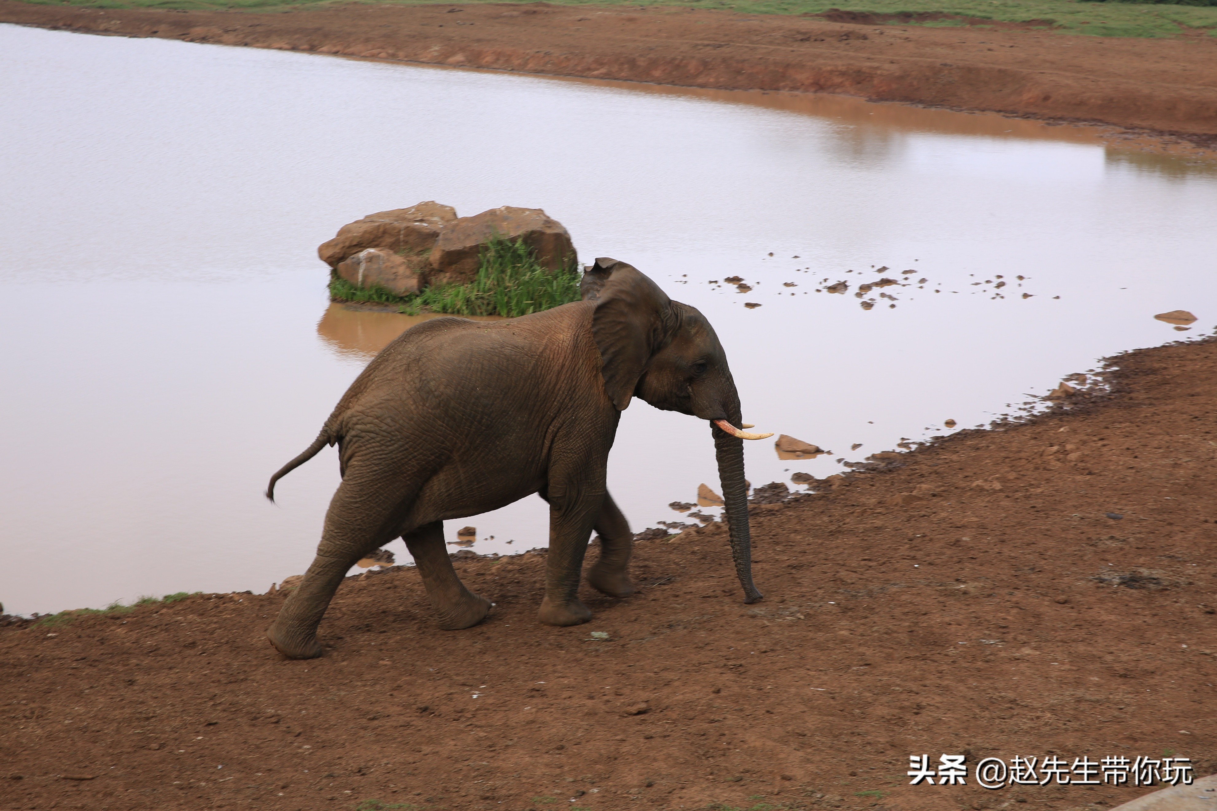 二十年游历分享之202:非洲19:肯尼亚18尼耶利的方舟酒店