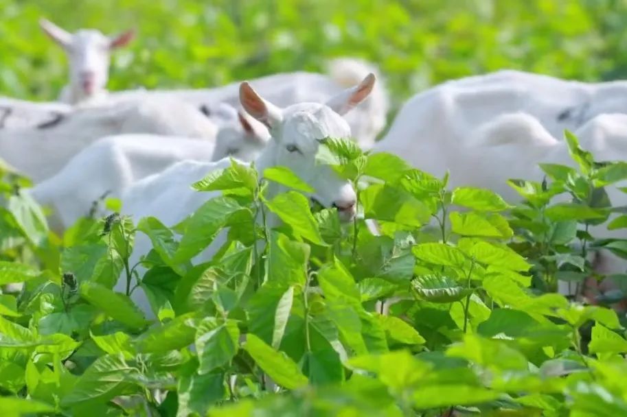 目前市场上哪种羊奶粉最好,怎样选择真正的羊奶粉